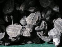 6797_La Ventanilla Tortugas 